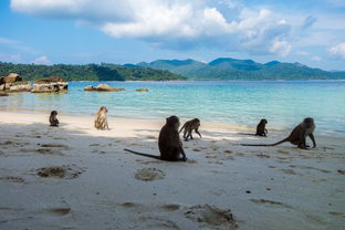 Kaiyun APP-世界沙滩龙舟锦标赛中国团队表现优异，国际龙舟锦标赛